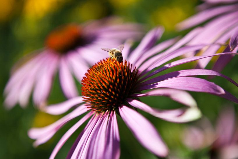 Flowering flower with bee by Wouter Van de Kamp