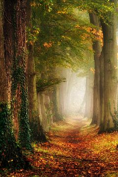 Zauberhafter Waldweg von Lars van de Goor