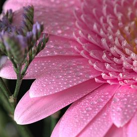 Gerbra with water droplets by Monique Verlouw