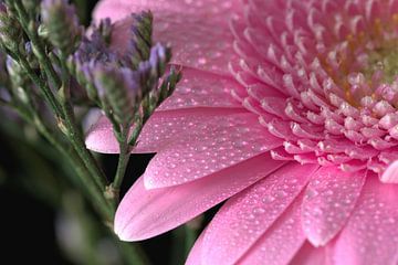 Gerbra avec gouttes d'eau sur Monique Verlouw