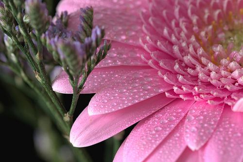 Gerbra with water droplets by Monique Verlouw