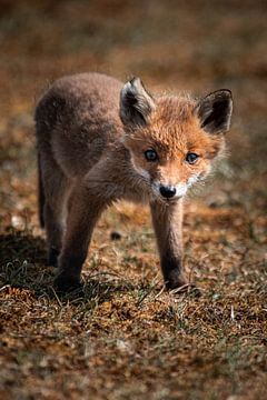 Baby Fox by Charlotte Van Der Gaag