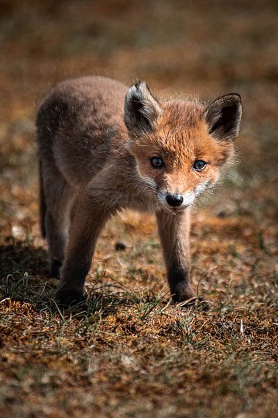 Babyfuchs Wasserpfeifendünen von Charlotte Van Der Gaag