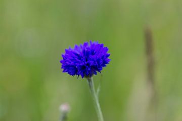 korenbloem van ton vogels