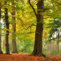 Beech forest
