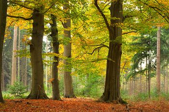 Beech trees