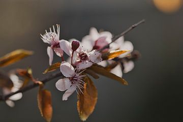 Bloesems in de ochtend zon van Lindy Schenk-Smit