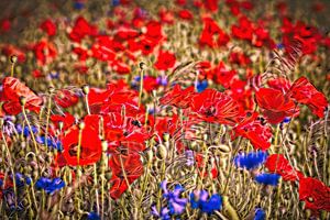 Mohnblumen