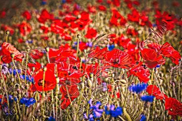 Coquelicots sur Rob Boon