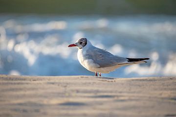 Fischland-Darß-Zingst: meeuw op het strand van t.ART