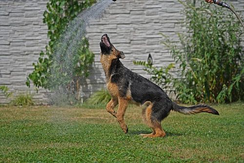 Schapenhond (puppy) speelt met water uit de tuinslang