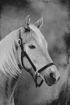 Horses portrait