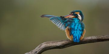 Eisvogel - Zeit zum Putzen, das Weibchen pflegt sein Gefieder.