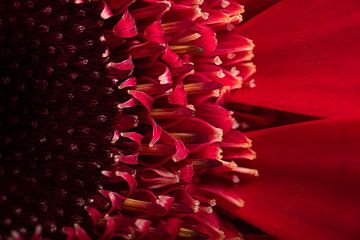 The red Gerbera (turning something small into something big)