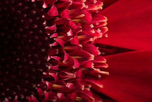 De rode Gerbera (van iets kleins, iets groots maken)
