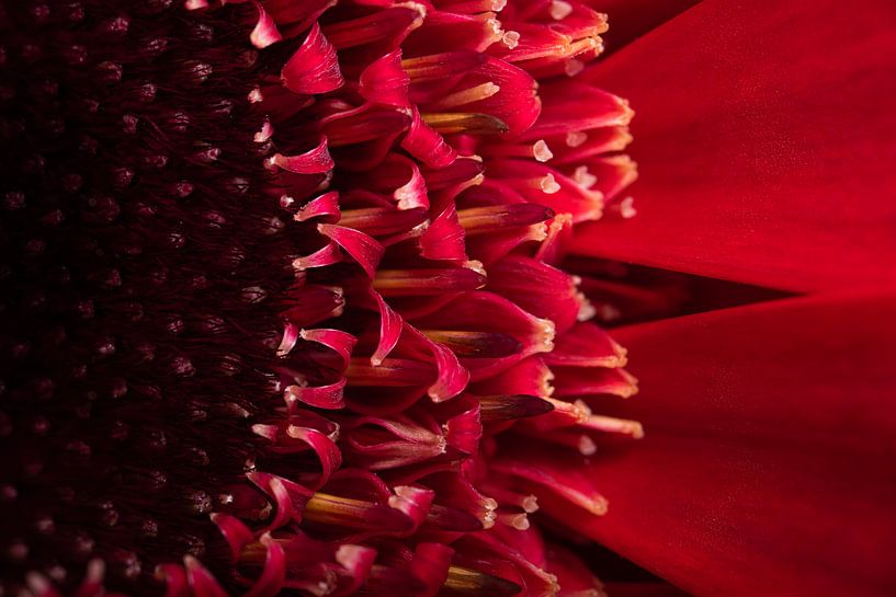 Le Gerbera rouge (transformer quelque chose de petit en quelque chose de grand) par Marjolijn van den Berg