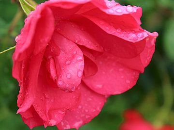 Open roze roos met regendruppels (macro) van Monrey