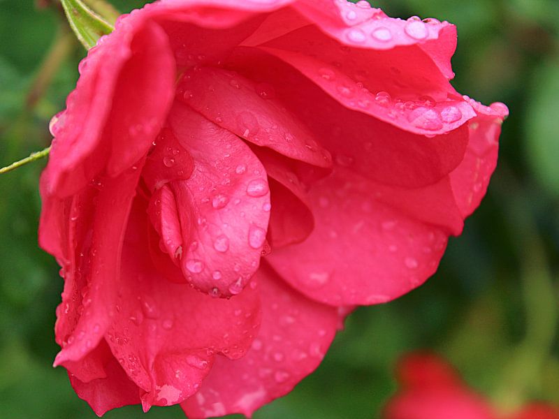 Offene rosa Rose mit Regentropfen (Makro) von Monrey