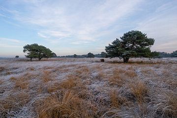 Winterlandschap Nationaal park Veluwezoom van Arnold van Rooij