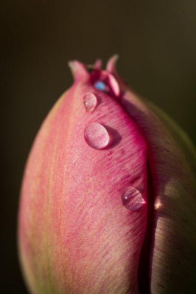 Closeup van een tulp met enkele dauwdruppels par Arjen Schippers