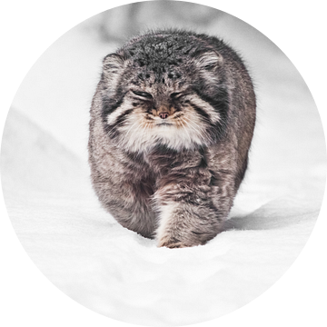 wrede pluizige wilde kattenmanoeuvre op witte sneeuw van Michael Semenov