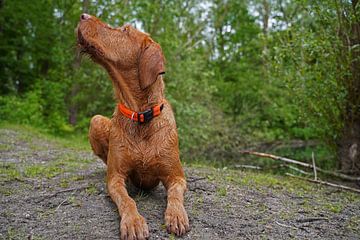 Op het bospad met een bruine Magyar Vizsla draadhaar. van Babetts Bildergalerie