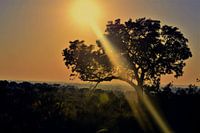 Rising African sun