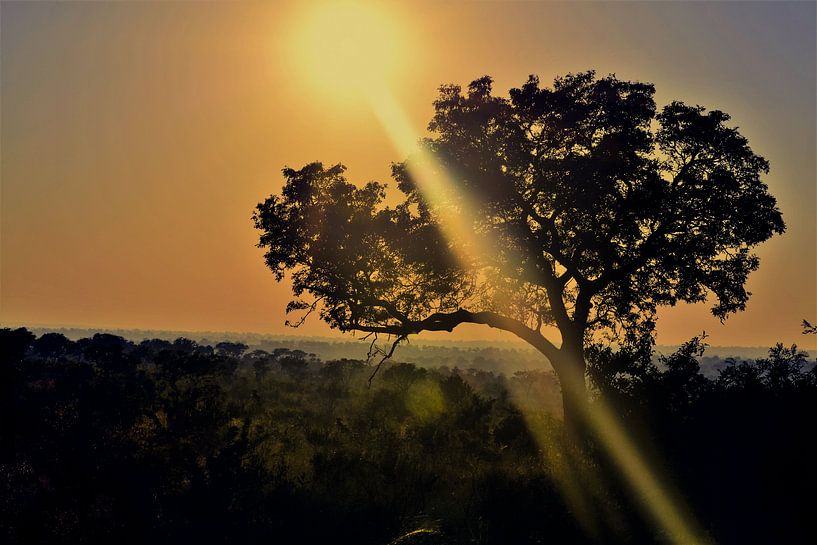 Rising African sun by Kim de Vos  - Carpe Diem