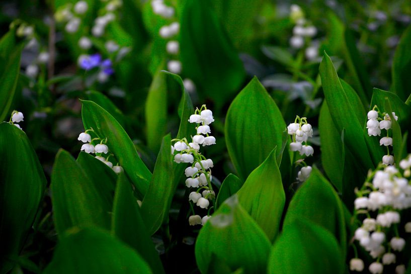 Lily of the valley by Thomas Jäger