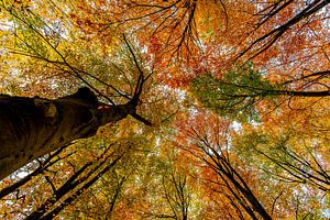 Couleurs d'automne sur Alex Hiemstra