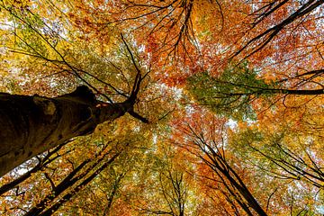 Herbstfarben von Alex Hiemstra