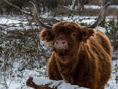 Schottischer Highlander im Schnee