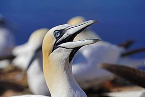 Brütende Basstölpel auf der Insel Helgoland.