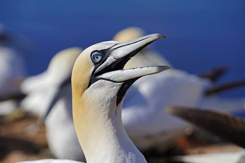 Broedende jan-van-genten op het eiland Helgoland.