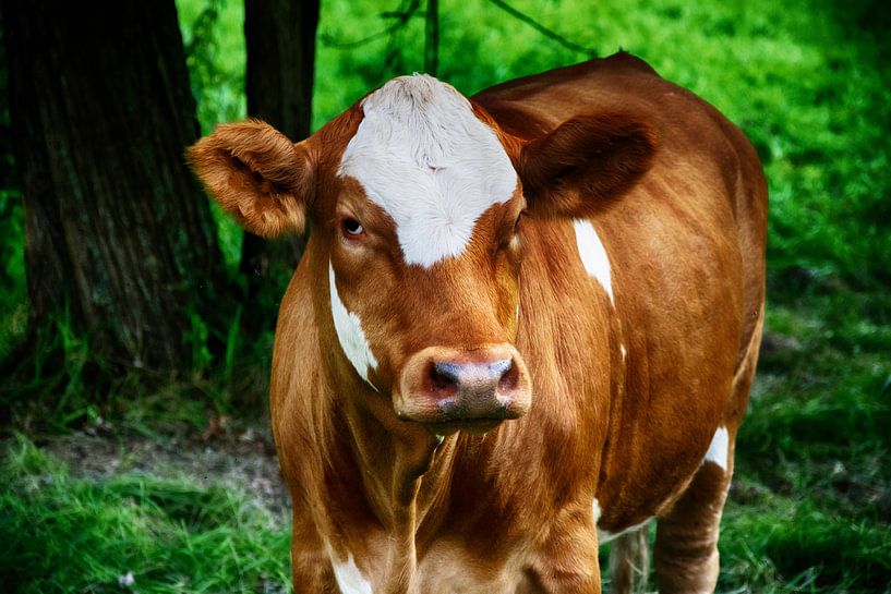 A cow by RK