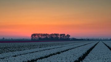 Champ de tulipes et lever du soleil