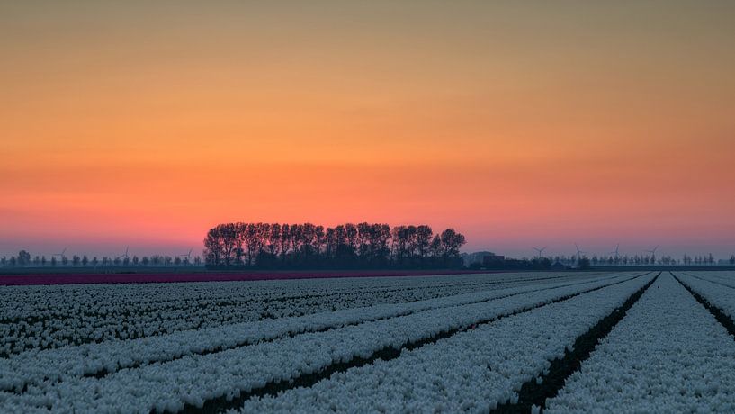 Tulip field and sunrise by Bram van Broekhoven