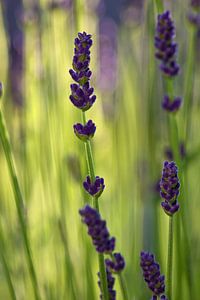 Nahaufnahme von Lavendel