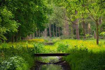 Like in a fairy tale forest by FotoGraaG Hanneke