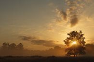 Morning Moods by Hans Koster thumbnail