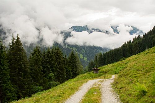 Hiking trail by Alena Holtz