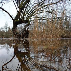 Œuf au plat après la fonte des glaces sur Holger Felix
