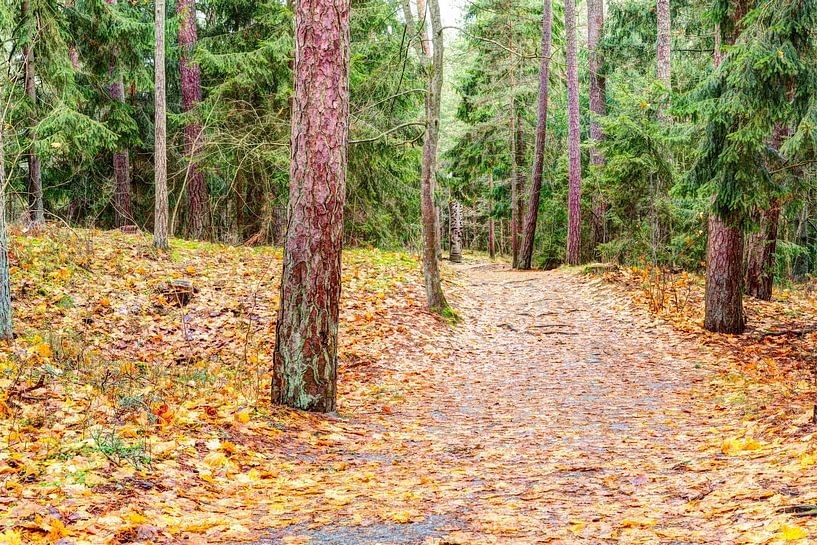 Pfad im Wald. Herbstzeit von Yevgen Belich