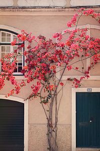 Blumen in Lissabon von Kramers Photo
