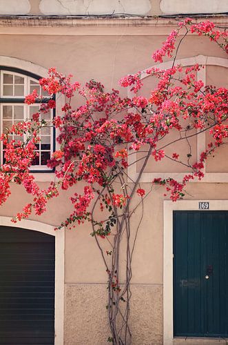 Fleurs à Lisbonne