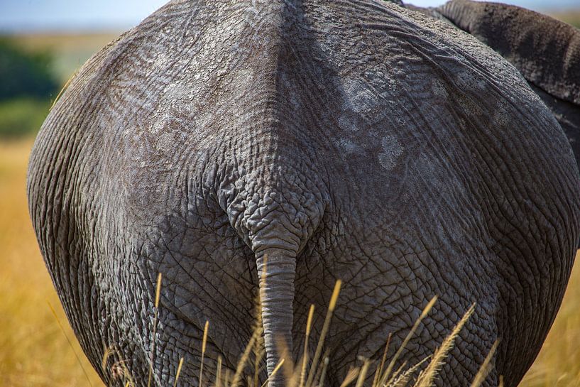 African Elephant by Peter Michel