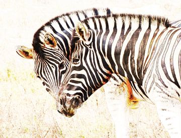 twee zebra's illustratie van Werner Lehmann