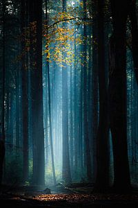 La forêt néerlandaise