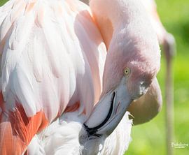 Flamingo van Marco Brekelmans