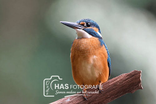 The Silent Hunter – Kingfisher